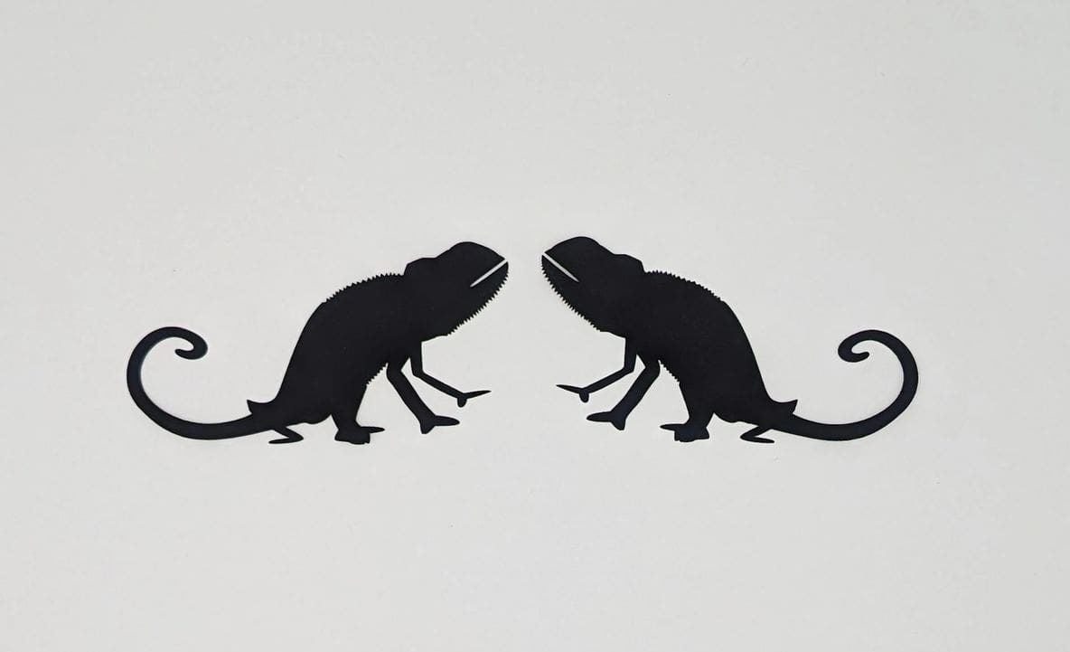 Two black lizards facing opposite directions on a white wall.