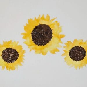 Three sunflowers are shown on a white surface.