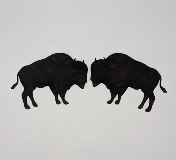 Two black buffalo standing next to each other.